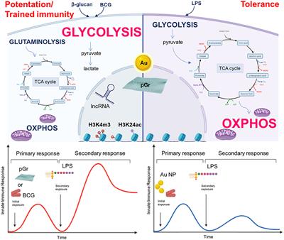 Induction of Innate Immune Memory by Engineered Nanoparticles in Monocytes/Macrophages: From Hypothesis to Reality